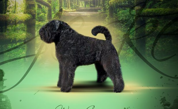 Geske-Dustie van de Vanenblikhoeve