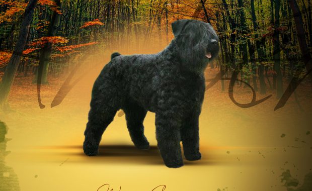 Xanada-Richel van de Vanenblikhoeve