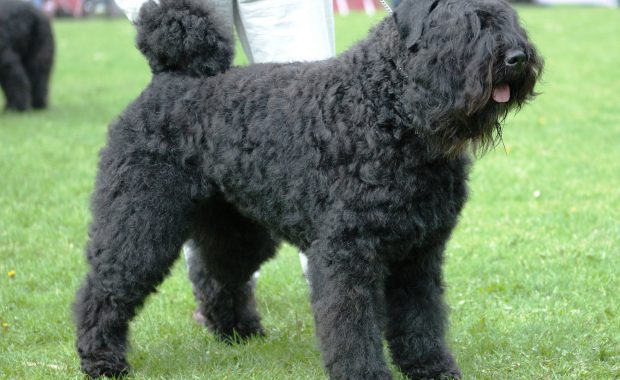 Faisca-Penny van de Vanenblikhoeve 4