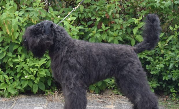 Dexter-Nadja vd Vanenblikhoeve 4