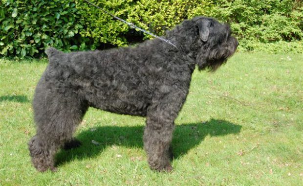 Inca-Toos van de Vanenblikhoeve