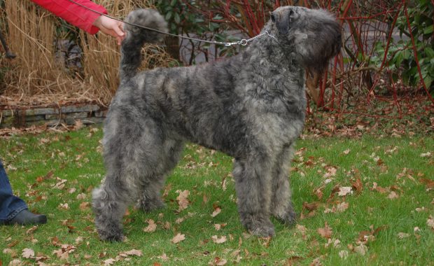 Pebbles-Tes van de Vanenblikhoeve 1