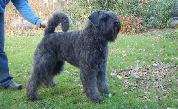 Loes-Penny van de Vanenblikhoeve