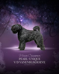 Pearl-Unique van de Vanenblikhoeve 7