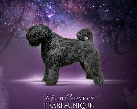 Pearl-Unique van de Vanenblikhoeve 7