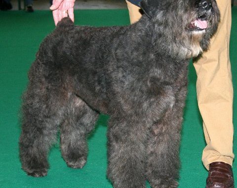 Penny-Maybe van de Vanenblikhoeve