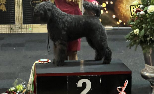 Topper-Xena v/d Vanenblikhoeve 14