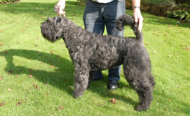 Unique-Geske van de Vanenblikhoeve 1