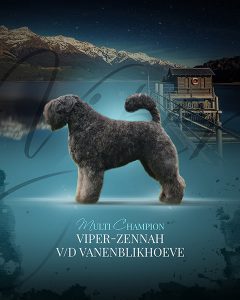 Viper-Zennah van de Vanenblikhoeve 9