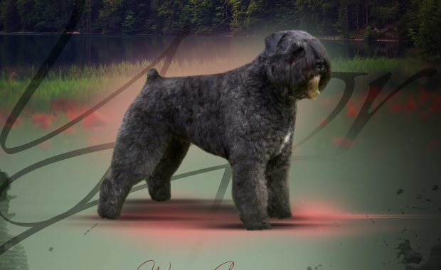 Ygor-Raiza van de Vanenblikhoeve