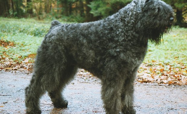 Yvar-Toos van de Vanenblikhoeve